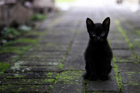 5 Mitos tentang Kucing Hitam, Ada yang Bilang Jelmaan Penyihir hingga Dianggap Pembawa Hoki ...