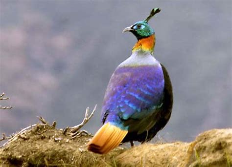 Photo Collection Nepal..: Danfe: National Bird of Nepal