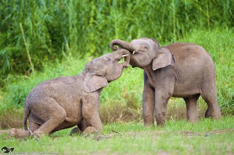 Gallery: Mystery of the Pygmy Elephants of Borneo | Live Science