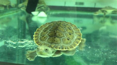 Baby Turtles Melbourne | Waterlife Aquarium - YouTube