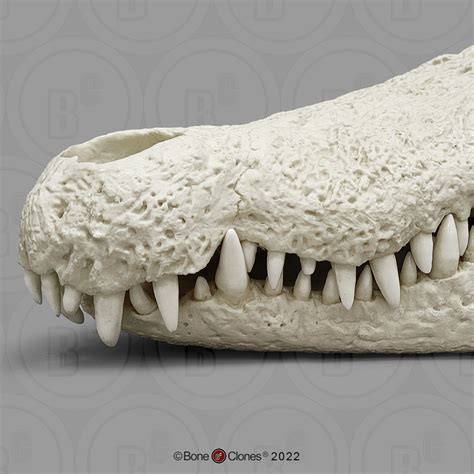 26 Inch Nile Crocodile Skull - Bone Clones - Osteological Reproductions