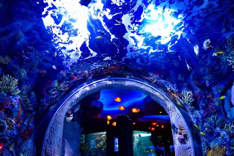 Aquarium- An Underwater Dining Adventure In Nashville | The Small Things