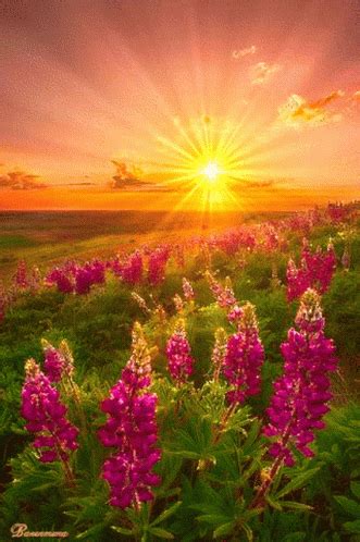 Best Nature Images, Image Nature, Beautiful Nature Wallpaper, Beautiful Gif, Beautiful Sunrise ...