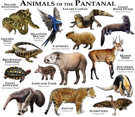 Animals of the Pantanal Art Print by Wildlife Art by Roger Hall | Animals, Endangered animals ...