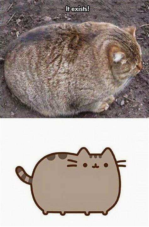 Pleated Jeans, the real pusheen! | Funny animal photos, Cute animals ...