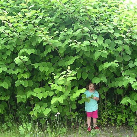 Japanese Knotweed - Invasive | Home & Garden