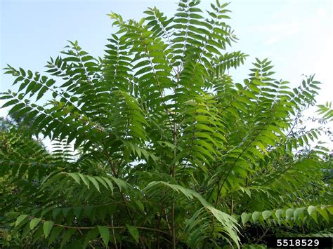 Tree of Heaven | University of Maryland Extension