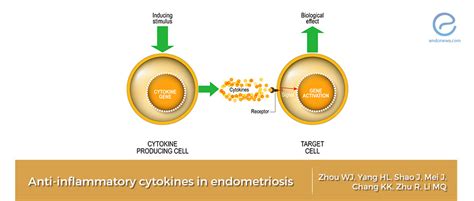 Anti-inflammatory cytokines: a new horizon in endometriosis with possible clinical relevance ...