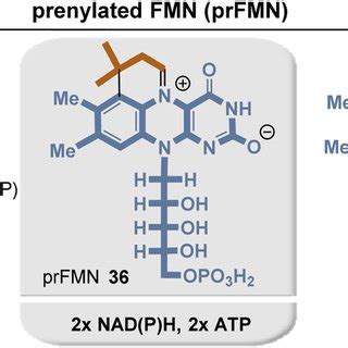 Summary of prenylated flavin mononucleotide biosynthesis with building ...