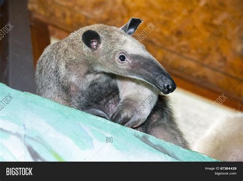 Southern Tamandua ( Image & Photo (Free Trial) | Bigstock