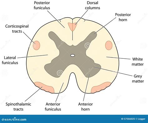 Spinal Cord Cross Section Anatomy