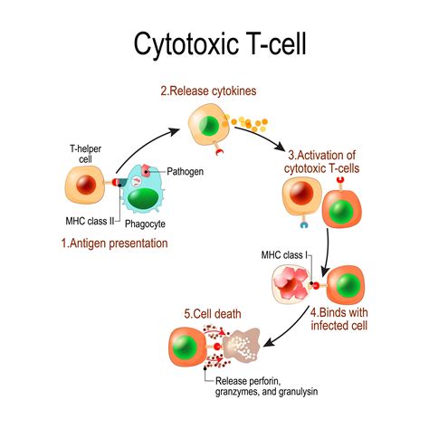 How Your Immune System Protects You From Infection: Part 4 – T ...