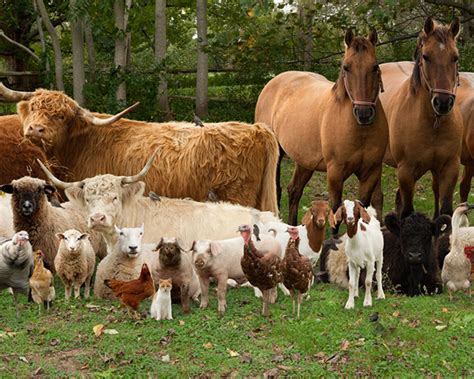 Sweet Family-Style Portraits of Farm Animals - Feature Shoot