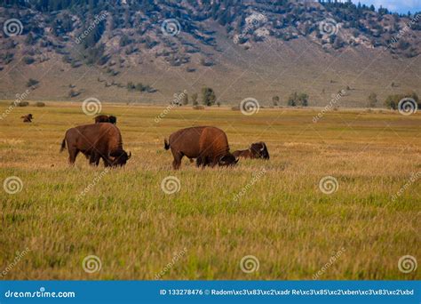 The Herd Bison in Yellowstone National Park, Wyoming. USA Stock Photo ...