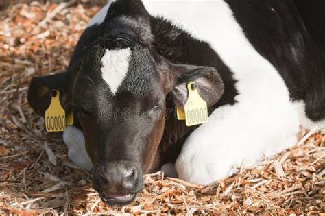 Young Dairy Cattle (dairy Cows) Stock Image - Image of cattle, dairy: 18322101