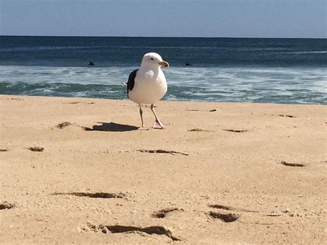 MANASQUAN BEACH - 34 Photos & 31 Reviews - Beaches - Manasquan, NJ ...