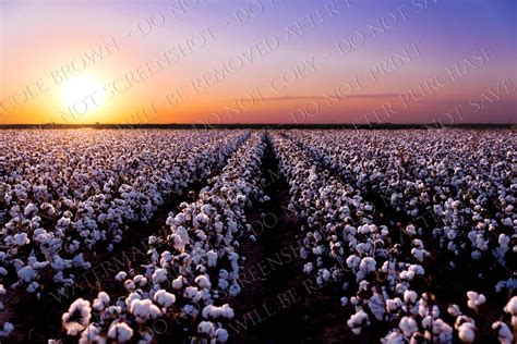 Cotton Field at Sunset Digital Background Digital - Etsy