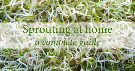 Sprouting at home: a complete guide: how to do it easily | Moorlands Eater