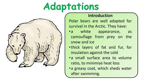 GCSE Biology (Science) Adaptations Revision - YouTube