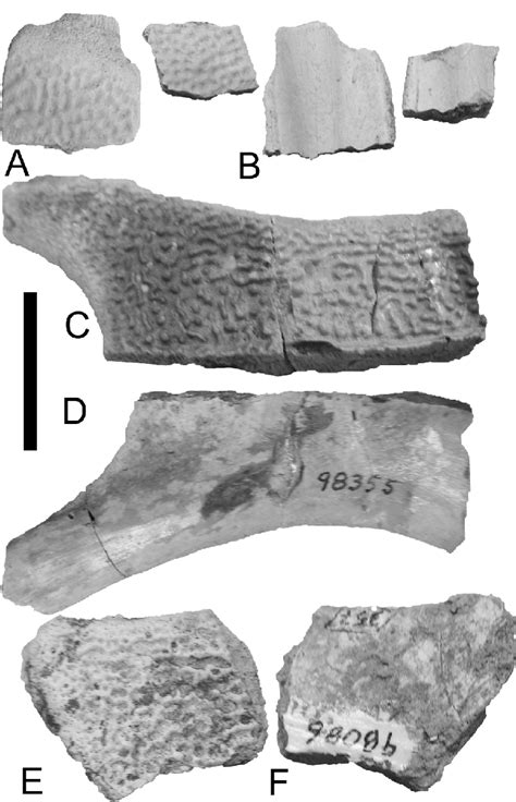 Trionychidae indet. (costal bones): UCM 108923 plastron: A, dorsal... | Download Scientific Diagram