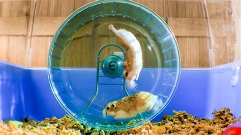 Racing Russian hamsters vs. a hamster wheel – The Kid Should See This