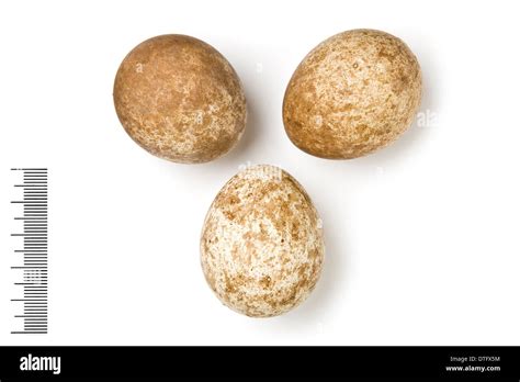 Falcon eggs hi-res stock photography and images - Alamy