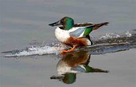 Northern Shoveler | San Diego Bird Spot