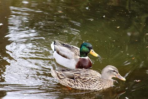 Ducks On A Pond Photograph by P S