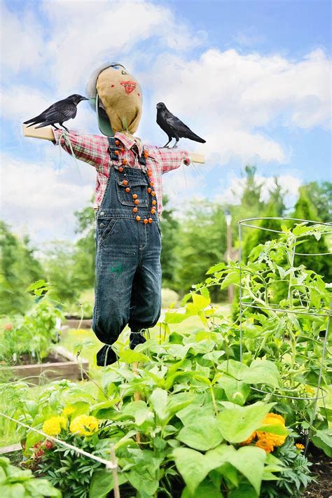 Free photo: Scare Crow - Animal, Bird, Crow - Free Download - Jooinn