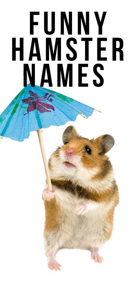 Funny Hamster Names - 200 Hilarious Ideas for Naming Your Pet