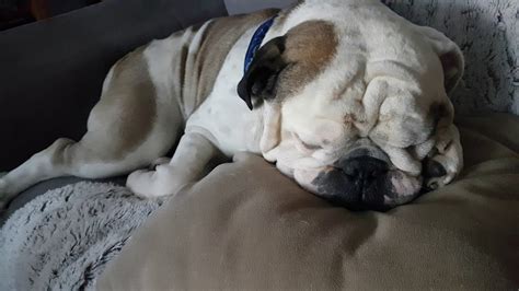 Sleepy bulldog - YouTube