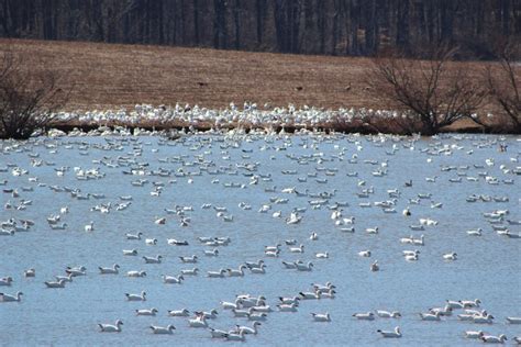 Snow Geese at Middle Creek! @Refreshing Mountain - Events in PA - Where ...