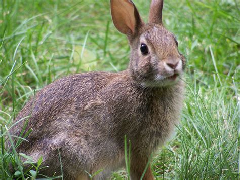 File:Rabbit-closeup-profile-looking.jpg - Wikipedia