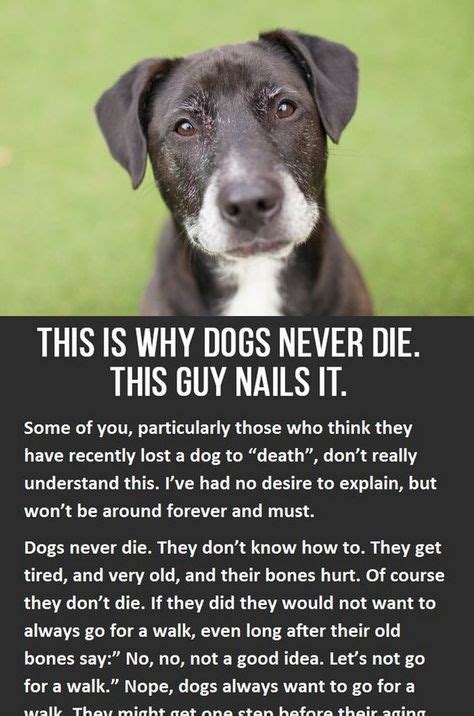 This Is Why Dogs Never Die | Losing a dog, Dog quotes, Pet loss grief