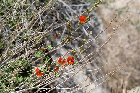 Red Desert Flowers Photograph by Robert VanDerWal - Fine Art America