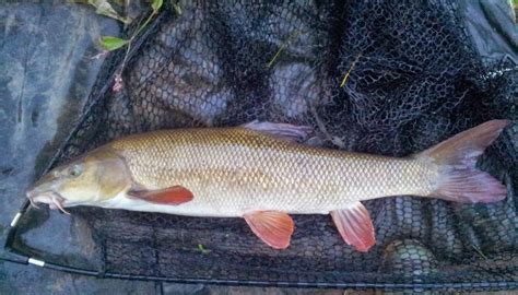 Fishy Business, an angler's journal.: September Barbel