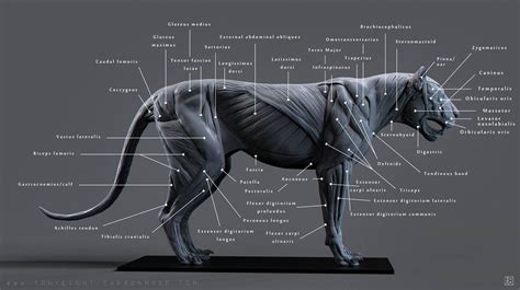 Lion Anatomy, Animal Anatomy, F2 Savannah Cat, Savannah Chat, Cat Skeleton, Muscles, Beast ...