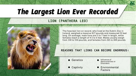 The Largest Lion Ever Weighed More than a Grizzly — 3 Reasons It Grew So Big - A-Z Animals