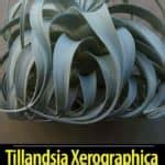 Are You Taking Proper Care of Your Tillandsia Xerographica?