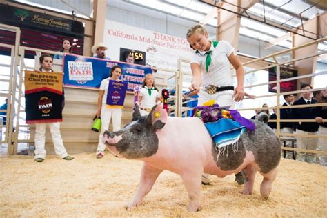 California Mid-State Fair Livestock Virtual Auction Begins July 22 ...