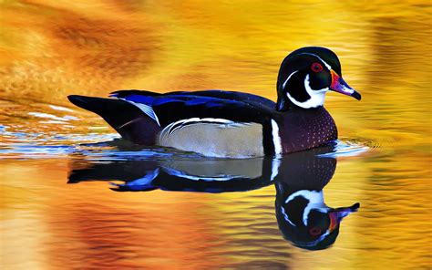 colorful, Wild, Duck Wallpapers HD / Desktop and Mobile Backgrounds