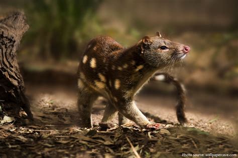 Interesting facts about quolls | Just Fun Facts