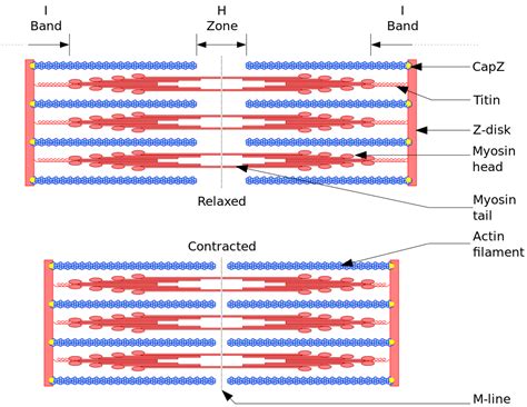 When a muscle contracts, what happens to the H zones? What is a rigor ...