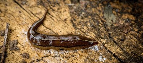 Turbellaria: Tiny, Non-Parasitic Flatworms Including Acoela & Tricladida