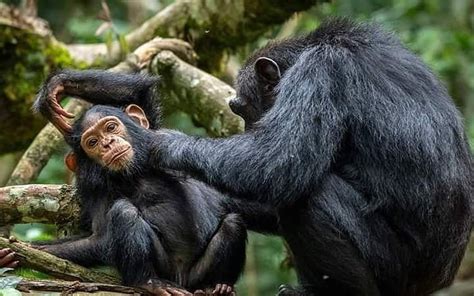 What Is Chimpanzee Habituation? | Chimpanzee Trekking Safaris