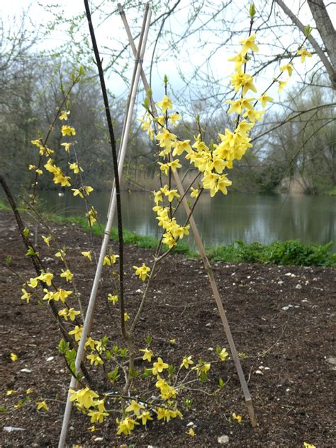 Forsythia suspensa - Trees and Shrubs Online