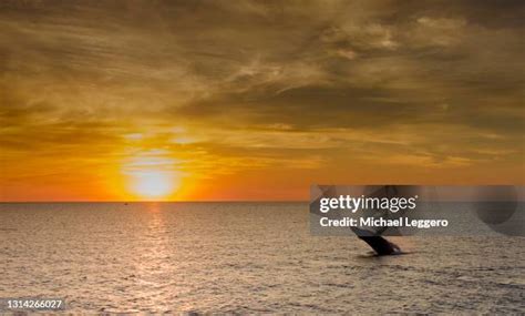 1,020 Whale Sunset Stock Photos, High-Res Pictures, and Images - Getty ...