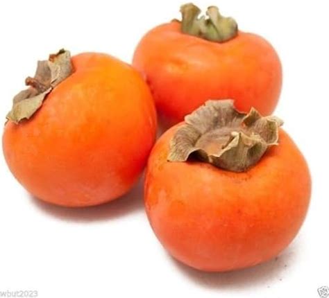 Persimmon japonais, (25 graines) Kakis asiatiques (Diospyros kaki-Fuyu) Arbre Arbuste: Amazon.fr ...