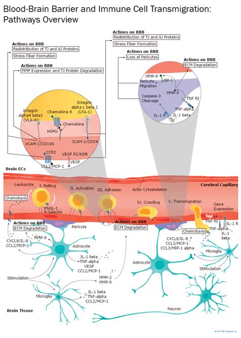 Blood-Brain Barrier Overview Interactive Pathway: R&D Systems