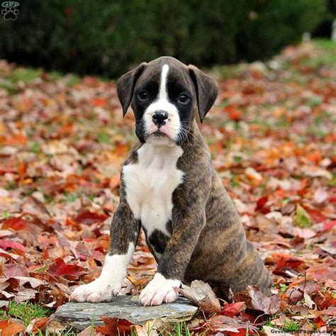 Boxer Puppies For Sale - Greenfield Puppies | Cute boxer puppies, Boxer dogs brindle, Boxer puppies